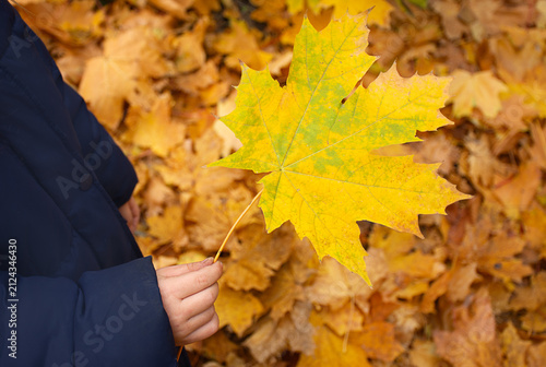A child's hand holds a yellow maple leaf. Autumn time.