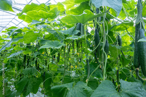 Bild auf Leinwand Fresh farm cucumbers vegetables, harvesting, processing in greenhouse after harv