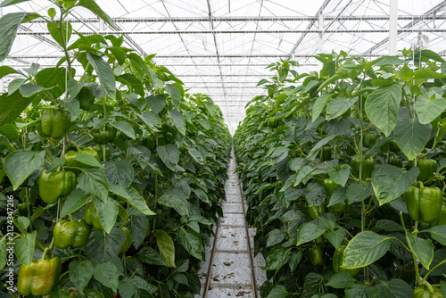 Konstfotografi Growing of green or red bell sweet paprika  vegetables, rows of plants, processi