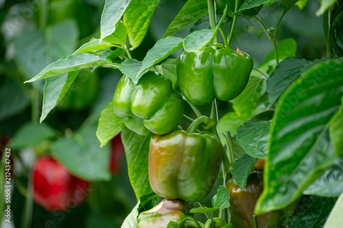 Фотография Growing of green or red bell sweet paprika  vegetables, rows of plants, processi