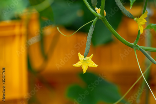 Fotografie Fresh farm cucumbers vegetables, harvesting, processing in greenhouse after harv