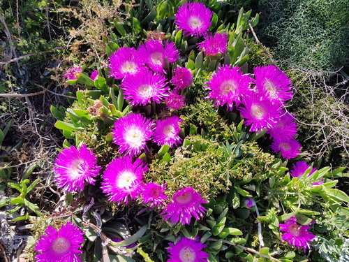Принти на полотні Fleurs mauves