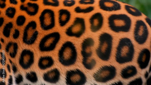 Jaguar Fur Texture Animal Print Close Up