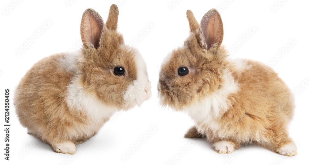 Obraz premium Two cute fluffy bunnies on white background