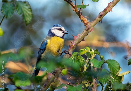 Eurasian blue tit perched in some brambles.