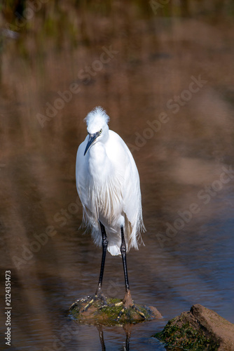 Little egret  in the water. Egretta garzetta.