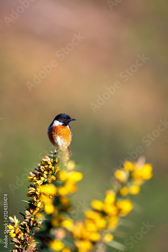 Male European Stonechat perched on a branch.