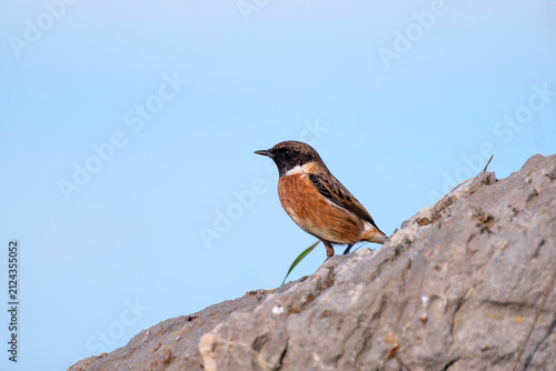 Male European Stonechat perched on a rock.