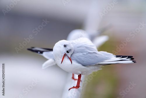 Black headed gull preening its plumage.
