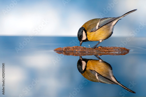 Great tit is reflected in water