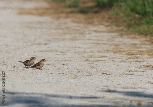 Canvastavla Two House Sparrows Calling Together on a Gravel Trail