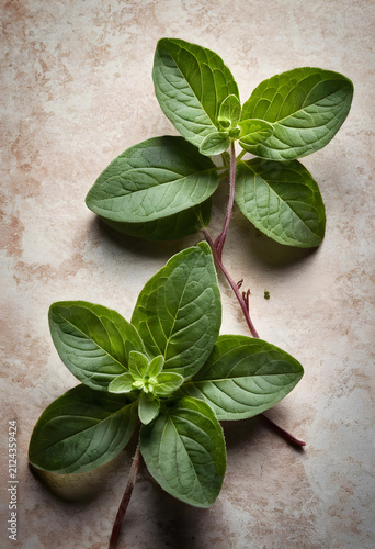 Fresh green oregano sprigs ...