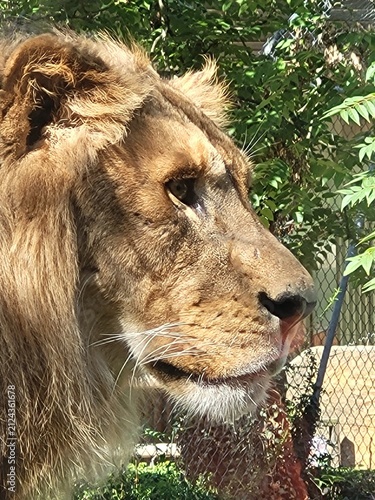 Canvas Print Lion - Lionne