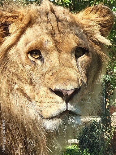 Canvas Print Lion - Lionne