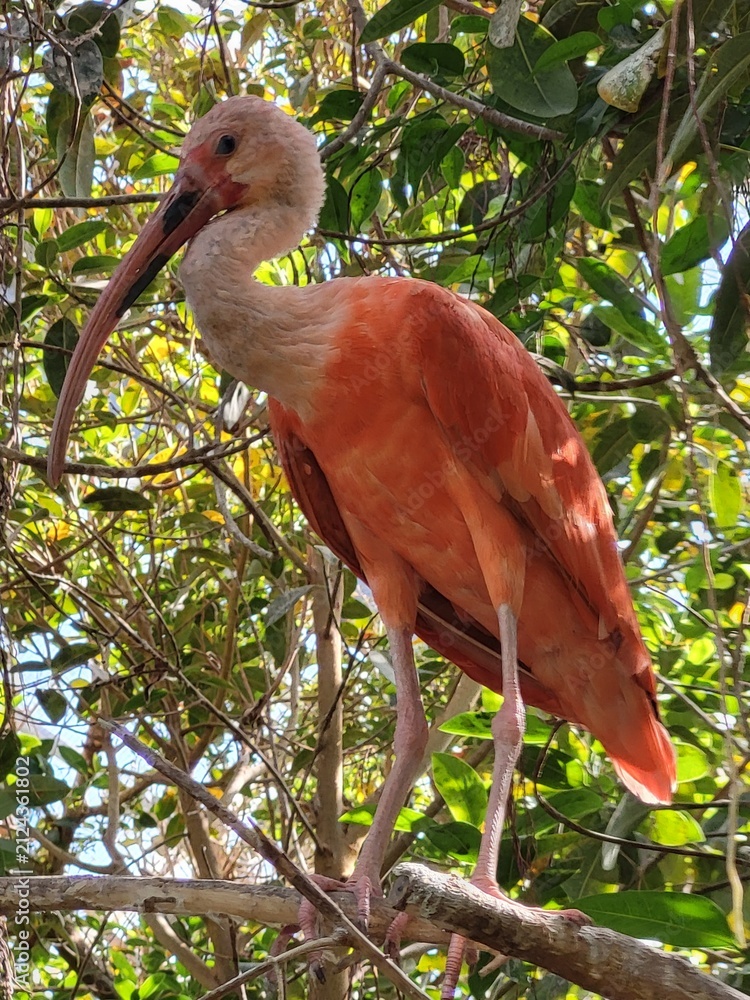Obraz premium Oiseau