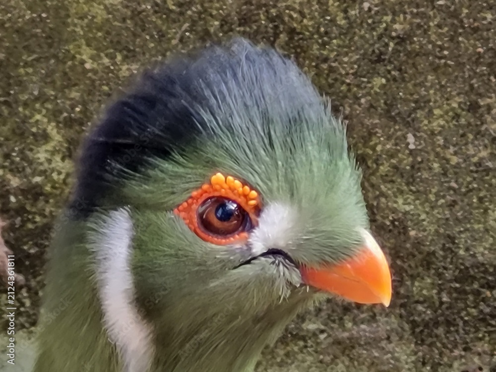 Obraz premium Oiseau