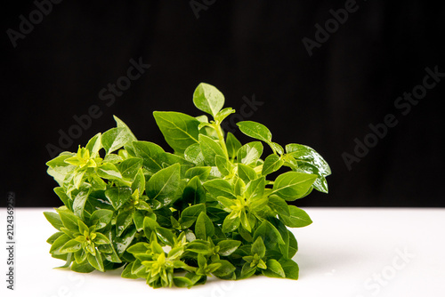 Konstfotografi Fresh wet homegrown basil on a white board and black background concept for healthy lifestyle and fresh cooking for the family