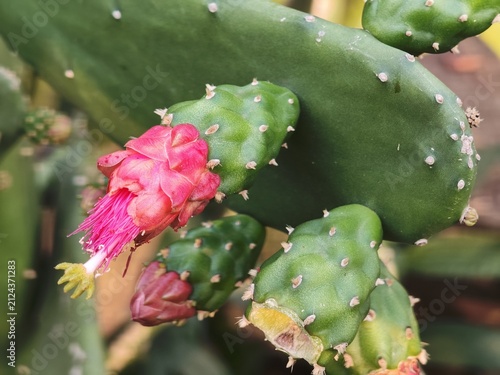 Prickly pear cactus paddle with a vivid pink bloom and emerging flower buds
