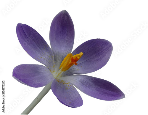 Quadro su tela Purple crocus flower blooming on black background
