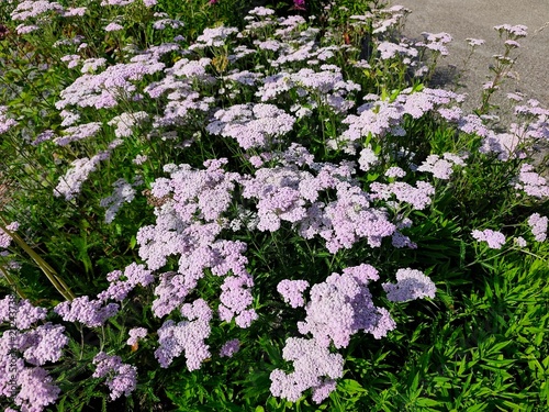 Foto Yarrow: a species of flowering plant, its botanical name is Achillea millefolium