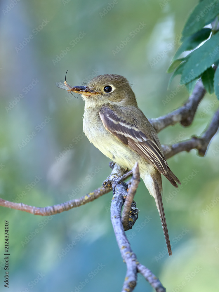 Obraz premium Portrait of flycatcher with insect in its beak.