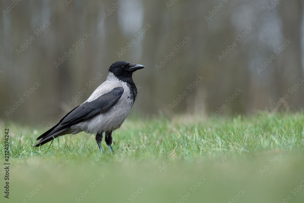 Obraz premium Hooded crow standing in a green meadow near a forest edge