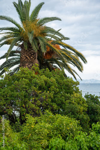 Foto Green gardens with palm and citrus trees on seaside shore between Gaeta and Form