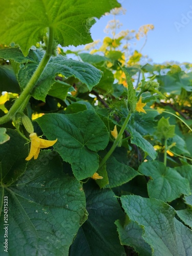 Young cucumber plants with blossoms and developing fruit,cucumber tendrils growing in a garden under a blue summer sky.Russia,Luga