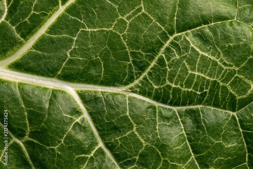 Close-up view of leaf miner trail pattern on chard leaf showing intricate details of nature in bright green color