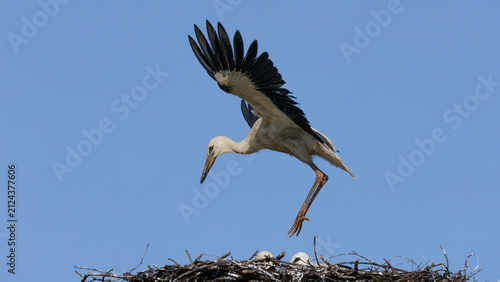 Fotografie White stork (Ciconia ciconia) descending to land in large stick nest against blu