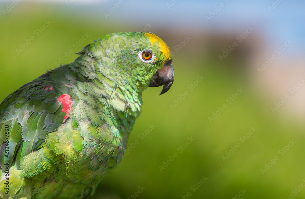 Obraz premium Parrot