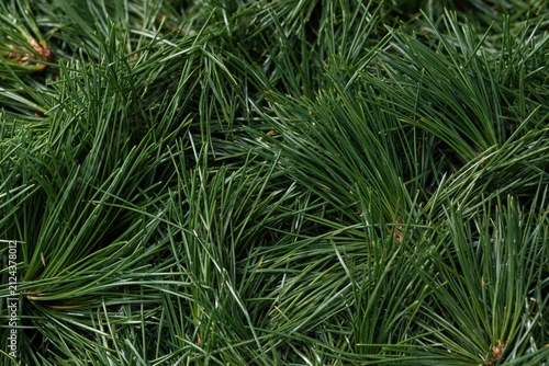 Close view of shiny green pine needle mulch texture in a natural farming background
