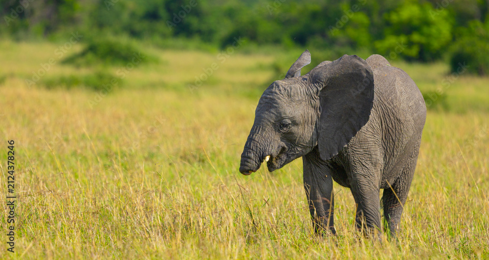 Obraz premium Trunkless elephant calf in the Western Serengeti. Serengeti National Park, Tanzania, Africa.