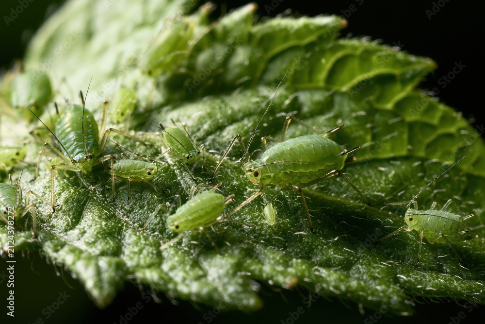 Fototapeta premium Macro shot showing a green aphid colony on the lower side of a tomato leaf in a garden setting during daylight