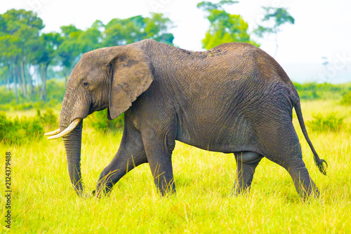 Konstfotografi Elephant bull in Masai Mara