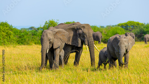 Konstfotografi Elephants in the Western Serengeti