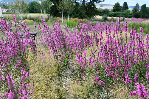 Blutweiderich mit magentafarbenen Blüten