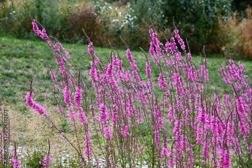 Blutweiderich mit magentafarbenen Blüten