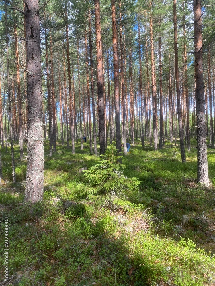 Fototapeta premium forest in autumn
