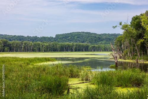 A Swampy Pond Scenic Landscape