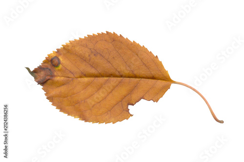 Rounded Dry Brown Leaf Isolated Transparent PNG for Fall Festival Flyer Design