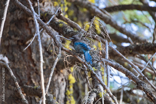Stellar's Jay in a tree
