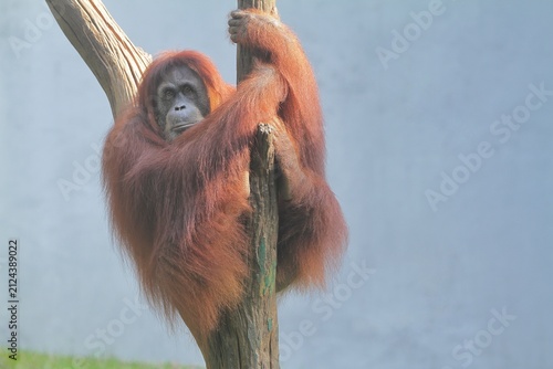 Photography an orangutan is seen sitting on a branch while looking around