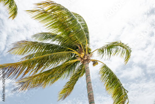Obraz na plátne Palm tree fronds swaying in tropical breezy summer wind