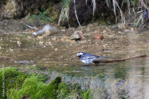 Фотография Pied wagtail walking in shallow water