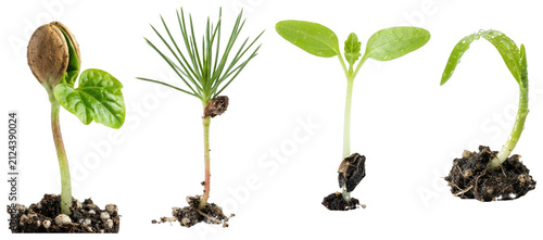 Quadro su tela A collection of assorted seed sprouts and seedlings featuring vegetables, herbs, grains, and young plants on a clean white background
