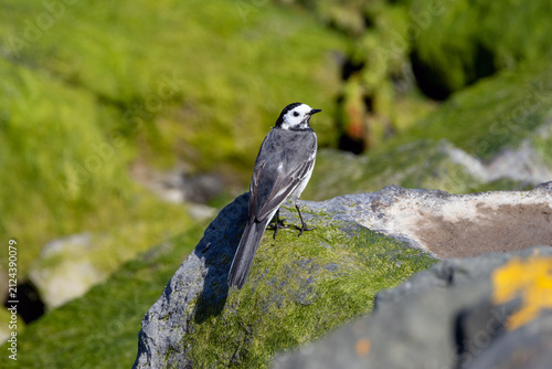 Fotografie Pied wagtail on an algae-covered rock