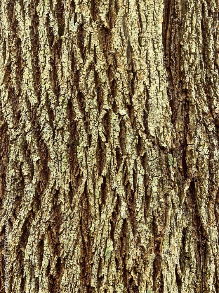 Obraz premium Full frame natural tree bark texture background with deep rough grooves