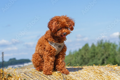 Toy Poodle sitting on a hay bale under blue summer sky in the countryside | Pudel miniaturowy siedzący na beli siana pod błękitnym, letnim niebem na wsi