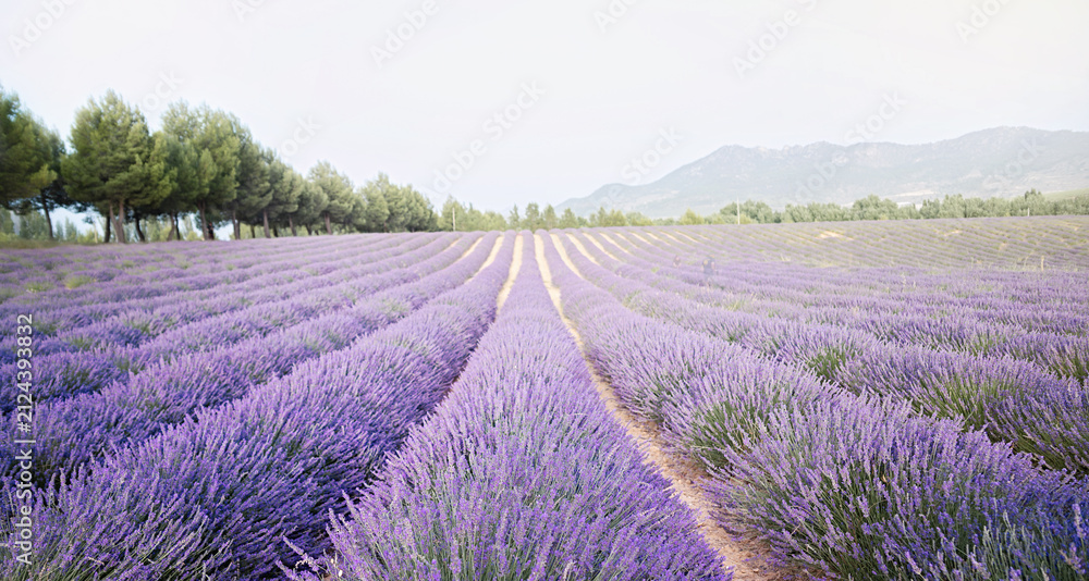 Obraz premium Sunset over a summer lavender field. Landscape with rows of lavender